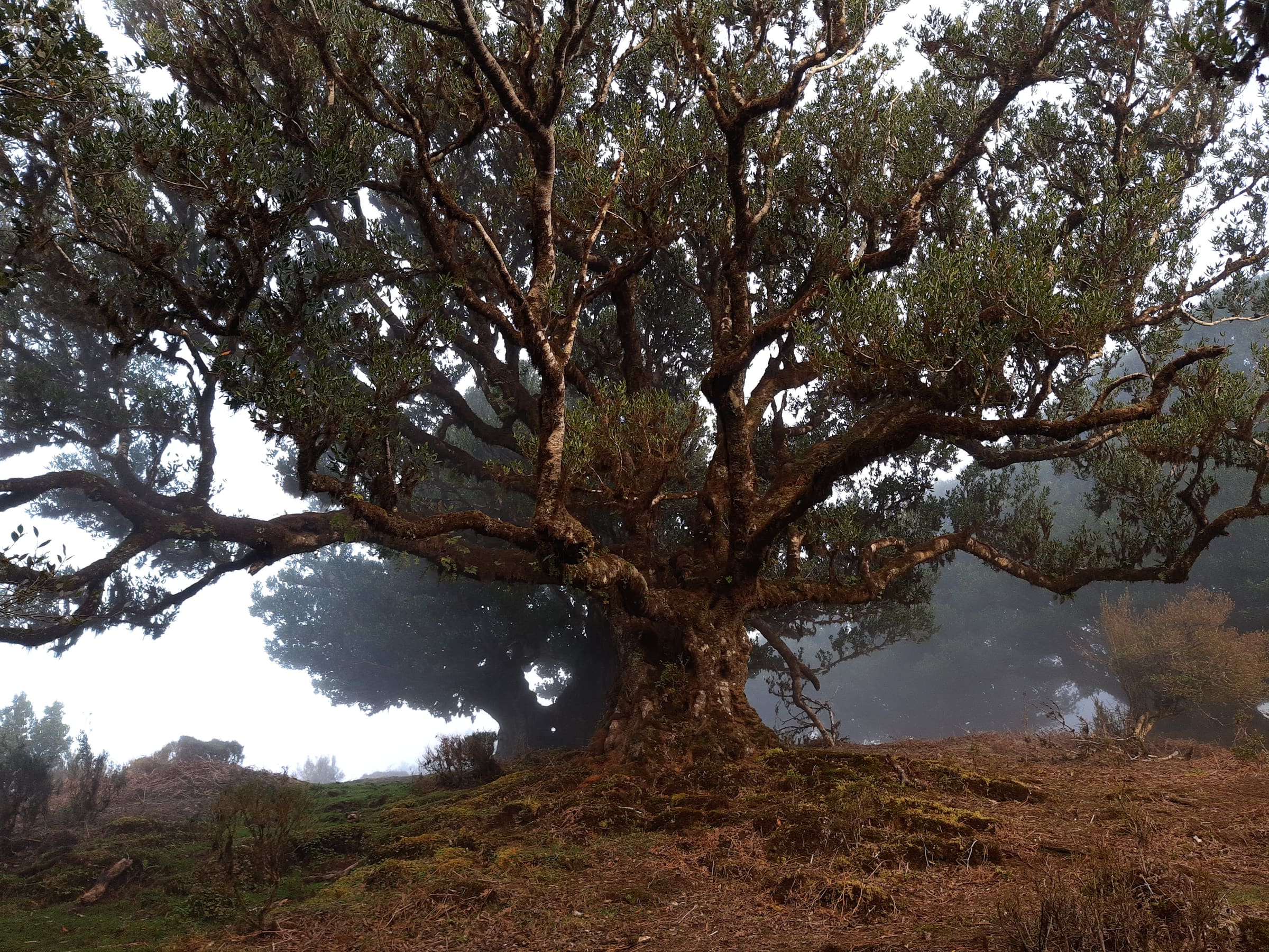 A single large gnarled laurel tree at Fanal, Madeira, with mist rolling in over the meadow.