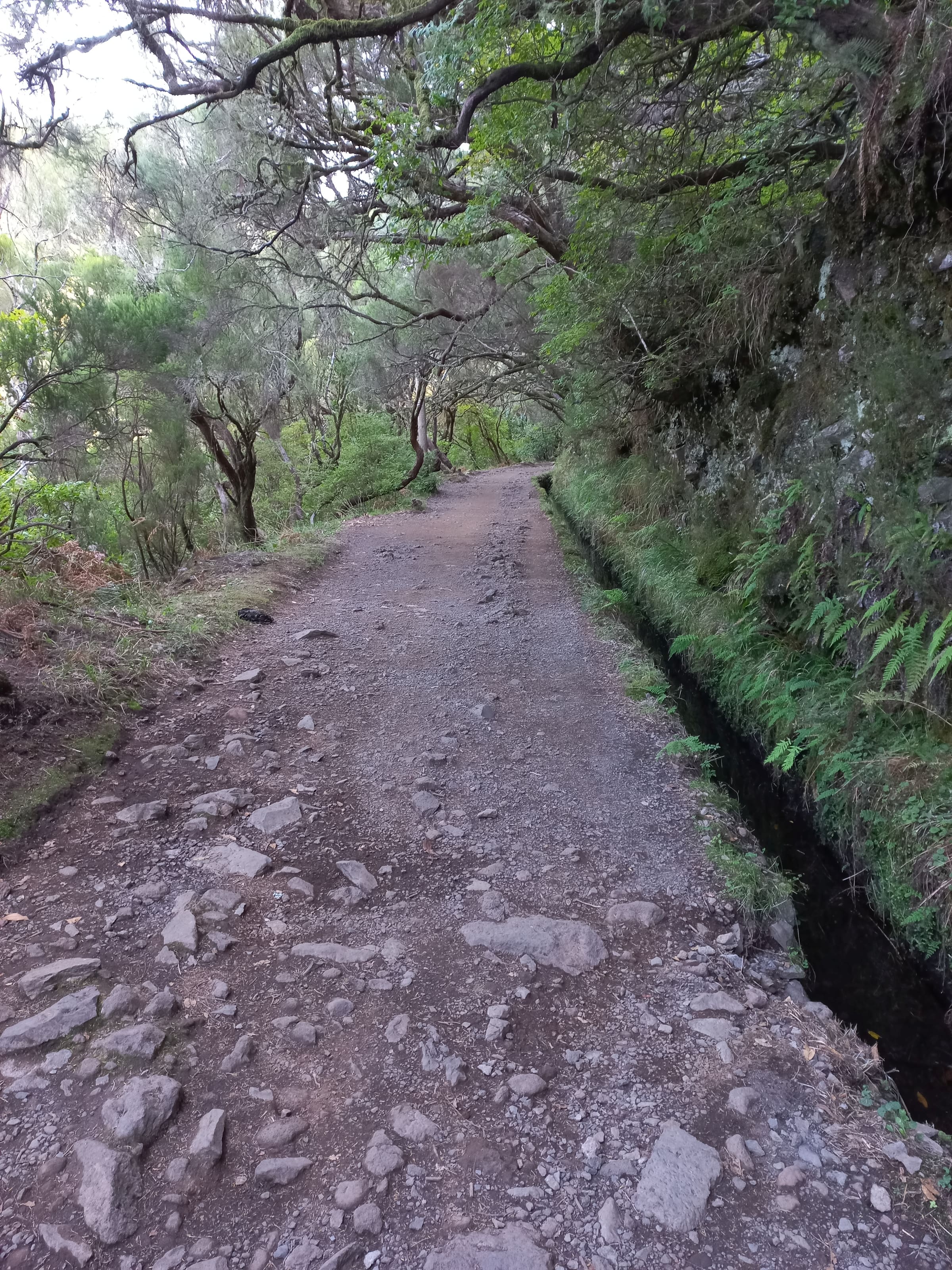 A quiet levada footpath through laurel forest on Madeira, canopy overhead and a stream alongside the trail.